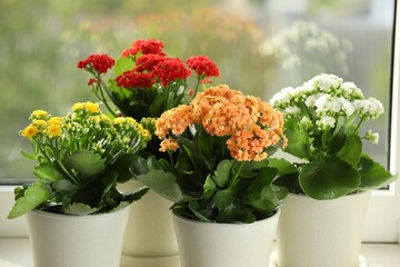 Different beautiful kalanchoe flowers in pots on windowsill