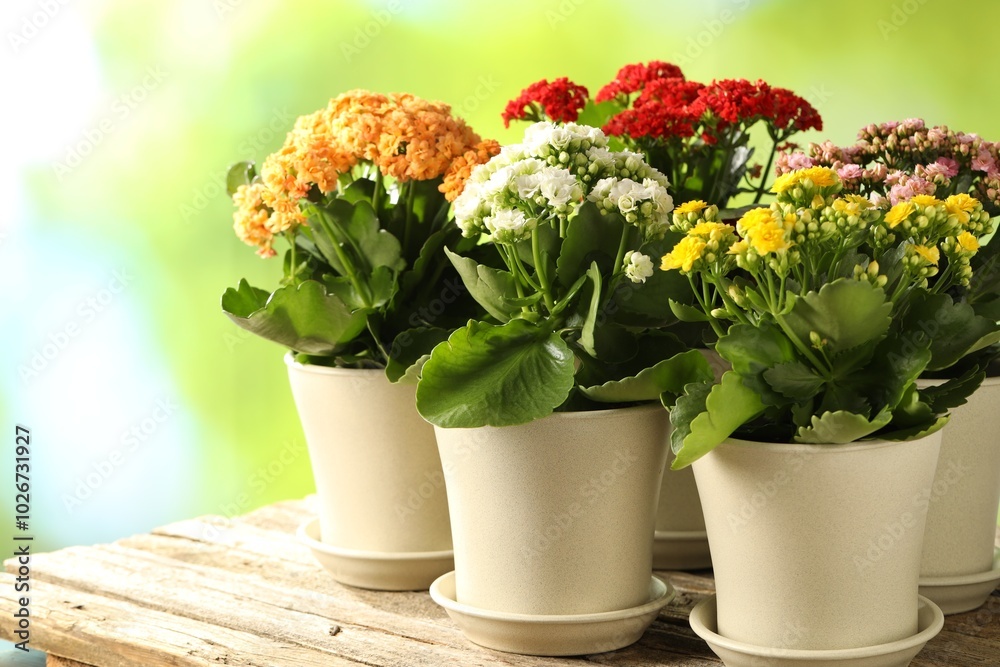 Sticker Different beautiful kalanchoe flowers in pots on wooden table against blurred green background, closeup