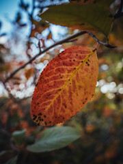 autumn yellow leaves in October