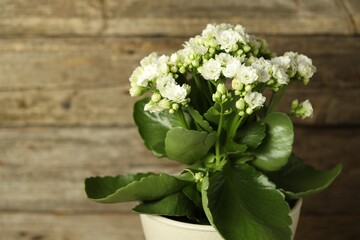 Beautiful white kalanchoe flower in pot on blurred background, closeup