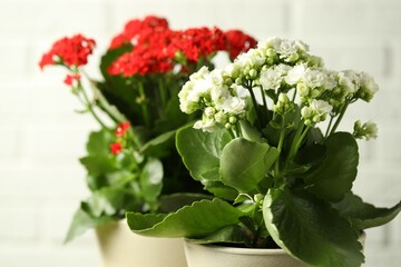 Obraz premium Different beautiful kalanchoe flowers in pots on light background, closeup