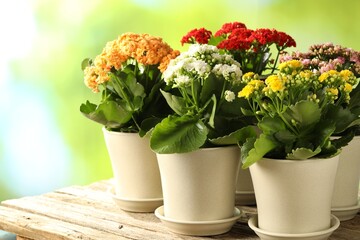 Different beautiful kalanchoe flowers in pots on wooden table against blurred green background, closeup