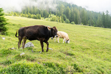 Swiss cows along the Oeschinensee Lake hike in Kandersteg, Switzerland