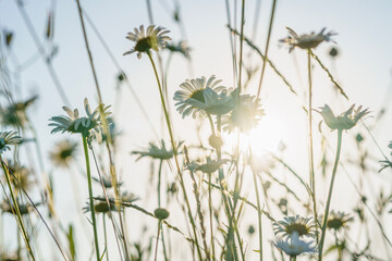 Lots and lots of white and yellow tiny daisy flowers, from below, facing the day, backlit, field, telephoto