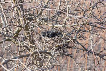 Abandoned bird's nest among bare bush branches.