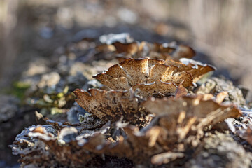 Macro shot of mushrooms on a tree trunk.