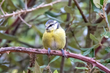 A small blue tit, Cyanistes caeruleus,  perched on a branch