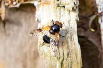 Pellucid Hover Fly, Volucella pellucens on dead wood