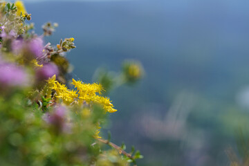 Yellow crowberry flower with out of focus flowers and background around, in diffused light, hillside, telephoto