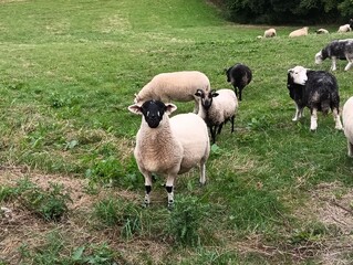 sheep and lambs
