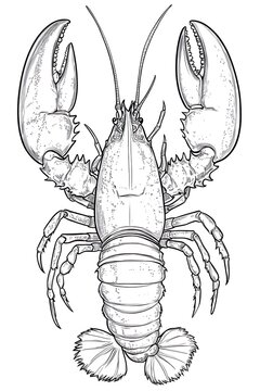 detailed black and white lobster drawing clip art preview