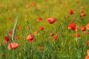 Red poppies dot the green grain field, blurred background, in sunlight, telephoto