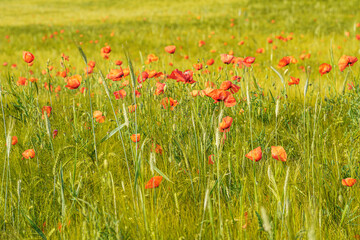 Red poppies dot the green grain field, blurred background, in sunlight, telephoto