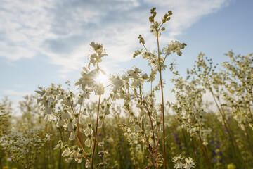 Bottom view of blooming fennel grass, blue sky and sun in background, sunset, field, Hungary, Kiskunsag, wide angle lens