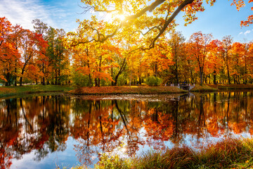 Autumn foliage in Alexander park, Tsarskoe Selo (Pushkin), St. Petersburg, Russia
