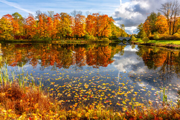 Autumn foliage in Alexander park, Tsarskoe Selo (Pushkin), St. Petersburg, Russia