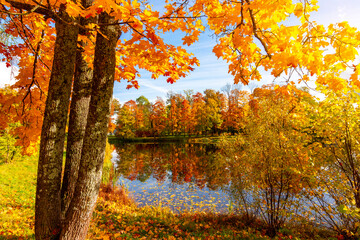 Autumn foliage in Alexander park, Tsarskoe Selo (Pushkin), St. Petersburg, Russia