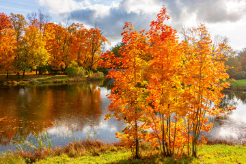 Autumn foliage in Alexander park, Tsarskoe Selo (Pushkin), St. Petersburg, Russia