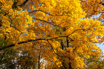 Aitimn foliage on a sunny day
