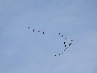 birds in flight
