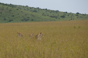 lioness and cubs in the savannah
