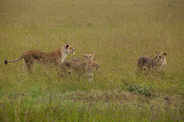 lioness and cubs in the savannah