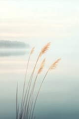 Fototapeta premium Grass stem sways in the wind on calm sea in the morning or evening. Fog over lake in summer. Nature view landscape, background, poster, banner, copy space