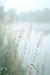 Obraz premium Grass stem sways in the wind on calm sea in the morning or evening. Fog over lake in summer. Nature view landscape, background, poster, banner, copy space
