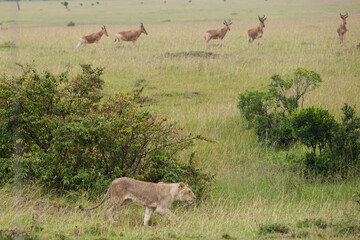 lioness hunting for antelopes