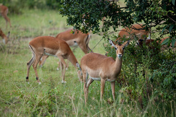 impala antelope in the savannah