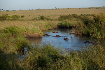hippopotamus in the water in wildlife in the savannah