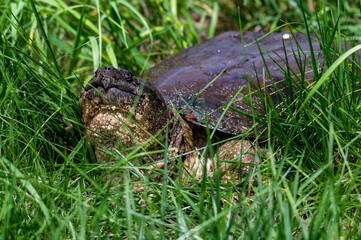 Snapping Turtle Walking Through Grass