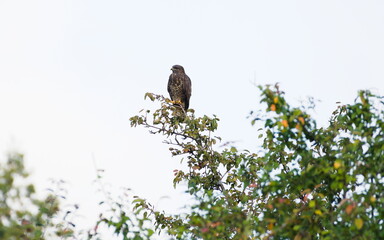 Bird of prey Buteo buteo aka common buzzard perched on the tree. Common bird of prey in Czech republic.	