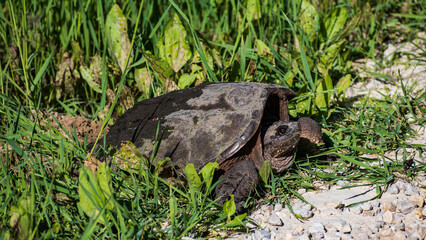 Common Snapping Turtle Laying Eggs