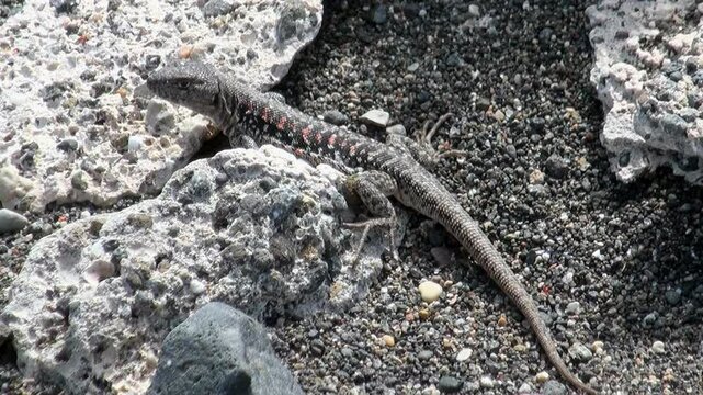 Lizard Resting on Rocky Terrain in Desert. A lizard with patterned skin sunbathing on rocky ground, blending with the desert environment.