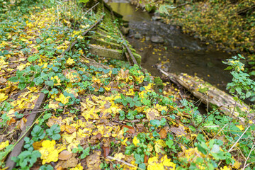 Abandoned railway track in autumn forest