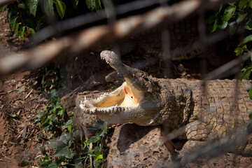 Obraz premium alligator with opened mouth in the zoo