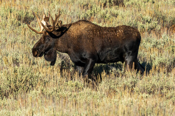 Brown and black moose is walking through a field