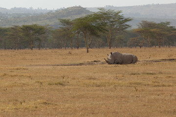 rhino in the savannah © Tina