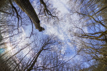 Bald canopy of forest trees photographed from the bottom up, in the background the slightly cloudy blue sky, in winter, wide-angle lens