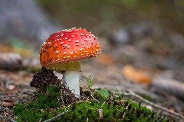Amanita muscaria aka fly agaric or fly amanita. Common red poisonous mushroom in woods of Czech republic. 