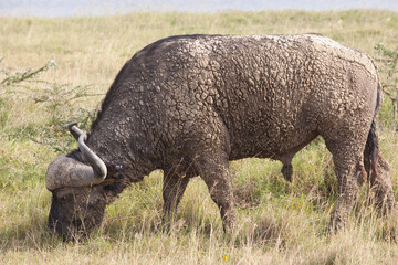 Obraz premium buffalo in the wild smeared with mud