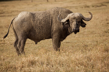 buffalo in the wild smeared with mud