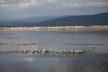 flock of seagulls in the water