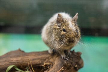 A mouse on a stick, close up, in a zoo