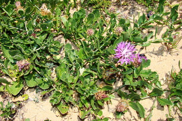 Wildflower (Centaurea susannae)
