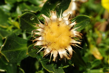 Wildflower (Centaurea susannae)