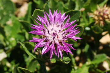 Wildflower (Centaurea susannae)