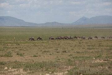 Wildebeest migration in Serengeti National Park, Tanzania