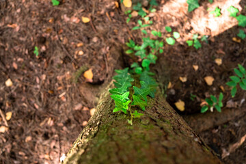 A green forest tree trunk shot from above
